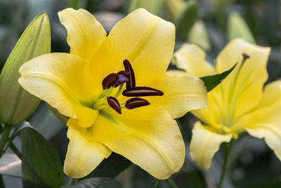 Close-up of yellow flower