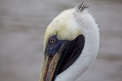 Closeup portrait of galapagos brown pelican head pelecanus occidentalis urinator galapagos islands. 