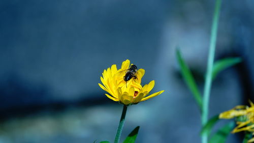 Close-up of insect on yellow flower