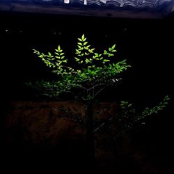 Close-up of plants at night