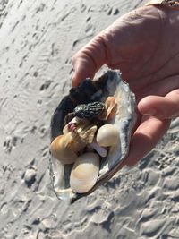 Hand holding shells on beach. 