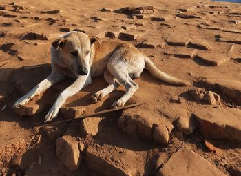 View of animals on ground