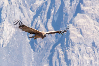 Andean condor flying in mid-air against mountain