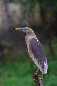 Close-up of a bird