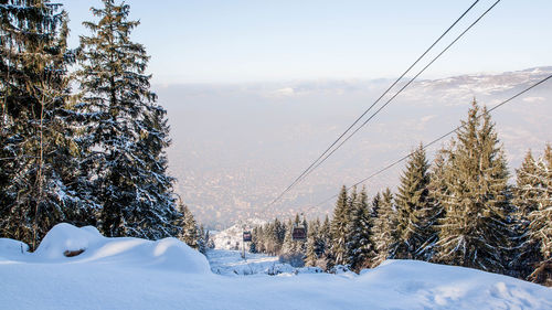 Pine trees on snow covered land against sky