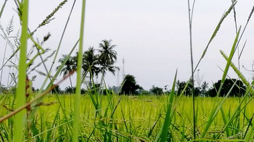 Close-up of grass growing in field against clear sky