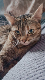 Close-up portrait of cat