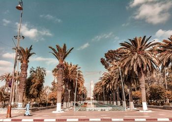 Palm trees by street against sky