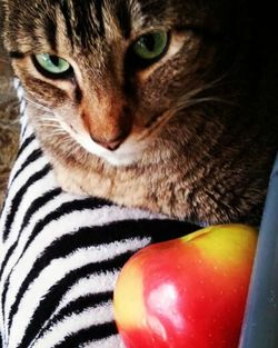 Close-up portrait of cat