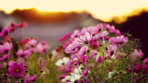 Close-up of pink flowering plant