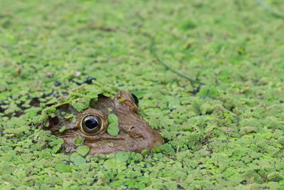 Close-up of frog on field