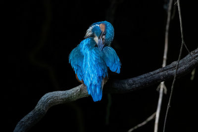 blue