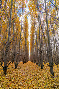 Sunlight falling on autumn leaves
