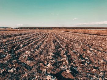 Scenic view of agricultural field against sky