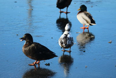 Ducks on a lake