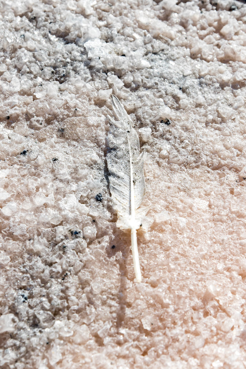 HIGH ANGLE VIEW OF WHITE FEATHER ON A GROUND