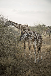 Giraffe in a field