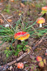 Close-up of fly agaric mushroom on field