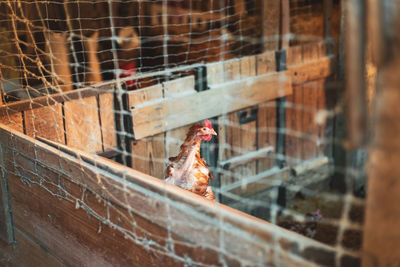 View of a bird in a farm