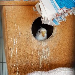 Close-up of cat peeking from water