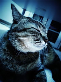 Close-up of cat