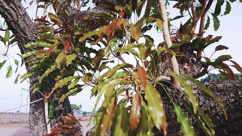 Low angle view of plants