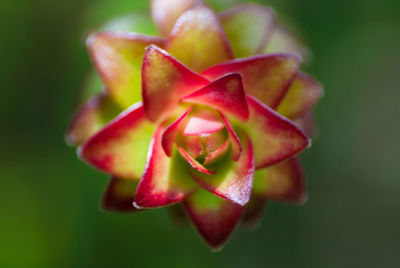 Close-up of red rose flower