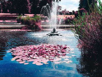 Fountain in a garden