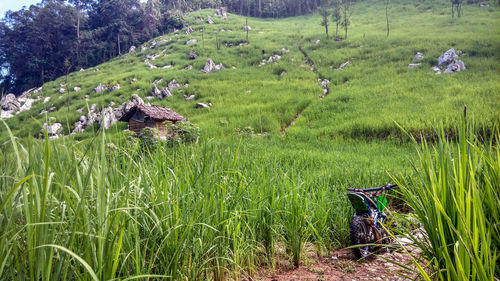 Scenic view of agricultural field