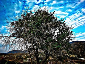 Low angle view of tree against sky