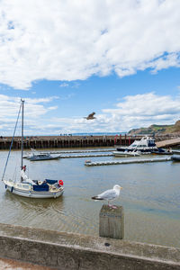 Seagull perching on a boat