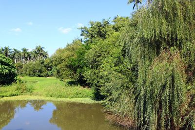 Scenic view of lake in forest against sky