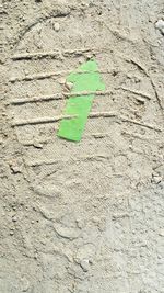 Close-up of green leaf on stone wall