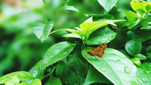 Close-up of butterfly on plant