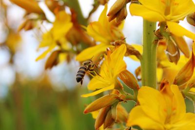 Close-up of bee pollinating on yellow flower