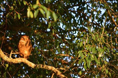 Low angle view of monkey on tree