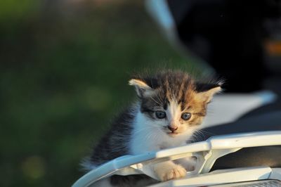 Portrait of cat by outdoors