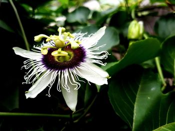 Close-up of passion flower on plant