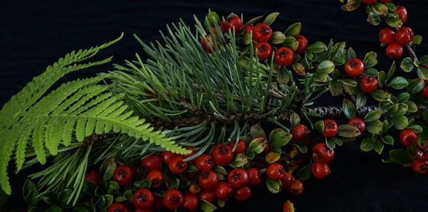 Close-up of red berries growing on plant