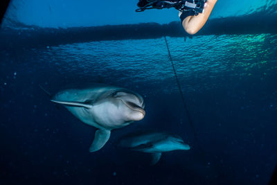 Dolphins swimming in the red sea, eilat israel a.e