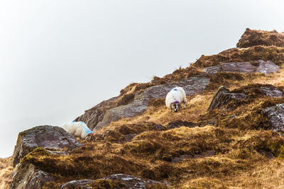 Sheep standing on field