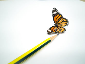 Close-up of butterfly over white background