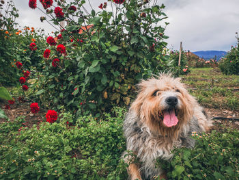 Close-up of a dog against plants