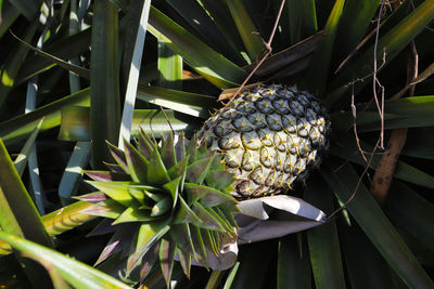 Close-up of fruits growing on plant