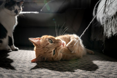 Close-up of a cat