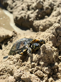 Close-up of lizard on rock