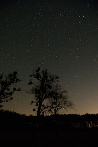 Low angle view of silhouette trees against sky at night