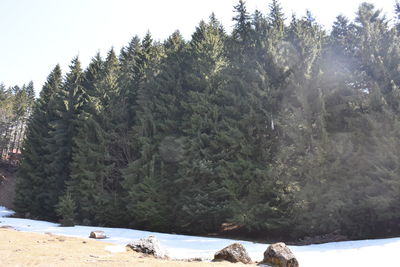 Pine trees in forest during winter