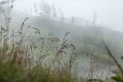 Plants growing on land