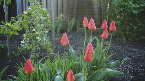 Close-up of pink tulips blooming in park